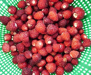 Walderdbeeren